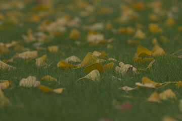 jesienne liście © Klaudia