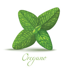 Oregano Leaves in Realistic Style