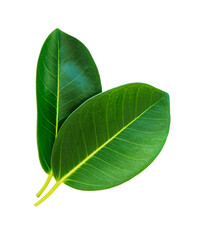 Obraz premium two green ficus leaves isolated on white background