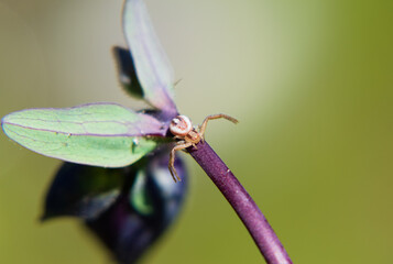 Macro de araña de flores, con fondo desenfocado de color verde, araña en una hoja 