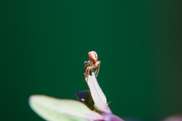 Macro de araña de flores, con fondo desenfocado de color verde, araña en una hoja 
