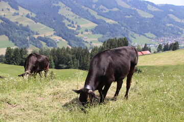 Kühe, Allgäu, Sommer, Panorama , Alpen, Blumen, Hündle, Imberg