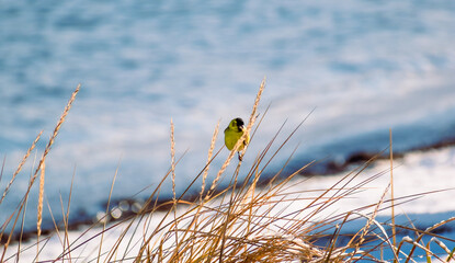 Ave Jilguero en la nieve sobre espigas de pastos largos y secos. ave colorida en la nieve  