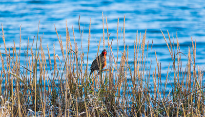ave Loica macho en espigas de pastos con el mar azul de fondo, ave de plumas rojas. 