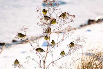 Bandada de Jilgueros  en un arbustos  en la nieve, aves de color verde y amarillo, nieve.  