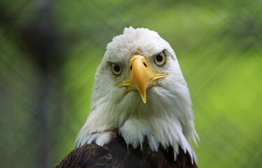 Bald Eagle watching - West Virginia