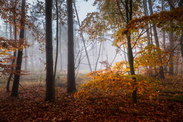 Autumn in the forest