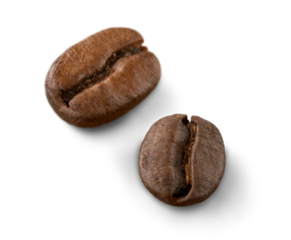close up of two dark roasted fair trade coffee beans on a white background