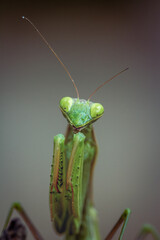 Close-up green praying mantis on uniform background