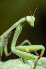 Close-up green praying mantis on uniform background