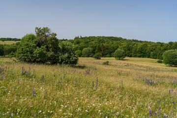 Das Naturschutzgebiet Lange Rhön in der Kernzone des Biosphärenreservat Rhön, Bayerischen Rhön, Landkreis Rhön-Grabfeld, Unterfranken, Bayern, Deutschland