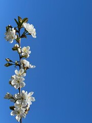 Cherry blossom spring flowers twig against blue sky. 