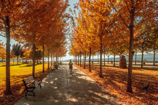 Autumun Color at the Orhan Gazi City Park, Maltepe, Istanbul