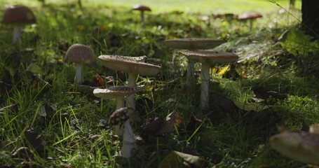 Red toadstool mushrooms growing in a forest meadow, close up view