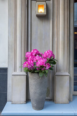 The evergreen Rhododendron hybrid Haaga has fully opened its bright pink flowers in the stone pot opposite the wall of the restaurant. Wallpaper