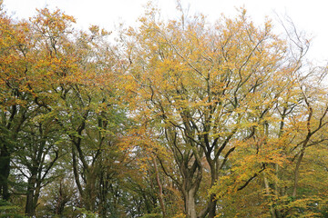 Fototapeta premium Autumn gold and yellow leaves on a tree lined avenue leading to the Wellington Monument in Somerset