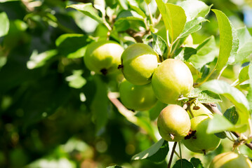 Young green apples close-up on a branch
