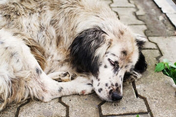 Street homeless dirty dog ​​sleeping on the sidewalk. Homeless animals