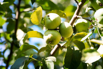 Young green apples close-up on a branch