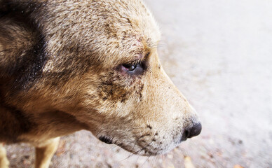 Close-up portrait of a sad lonely dog ​​with bloody wounds on his face outdoors, copy space....
