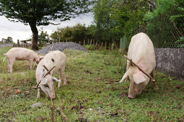 Domestic pigs graze in a green backyard in the countryside on a sunny summer day. Agriculture.