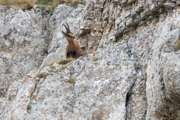 Apennine chamois in Gran Sasso National Park, Abruzzo, Italy.