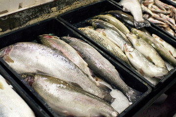 Fresh fish on the market stall