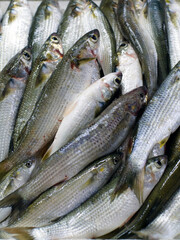 Obraz premium Fresh mullet fish on the counter of the fish market