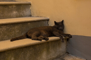 A street cat sleeps on a step in the historic medieval centre of Piran on the coast of Slovenia
