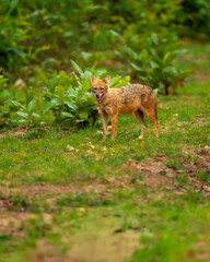 golden jackal or Indian jackal or Canis aureus indicus in monsoon green season at bandhavgarh national park forest reserve madhya pradesh india asia - 543297197