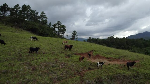 Vacas en lo alto de la montaña