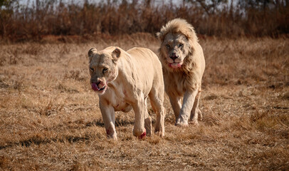 Lion, the King of Jungle and the Lioness, after their delicious kill meal, South Africa.