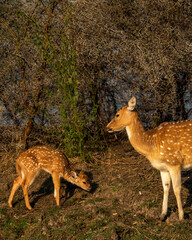 Naklejka na ściany i meble watchful mother spotted deer or chital or axis deer with her little fawn in wild forest of india asia