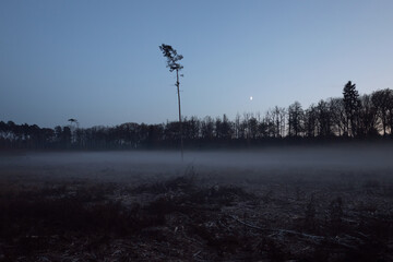 A single tree in a moonlit, mist-covered empty field left after deforestation