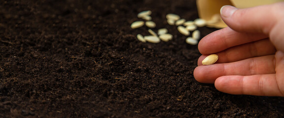 Seeds in bags on the ground. Selective focus.