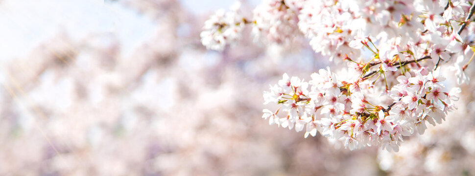Beautiful flowering trees in spring. Selective focus.
