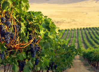 Morning sun on grapevines ready for the wine harvest