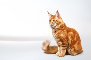 Cute domestic cat posing on background