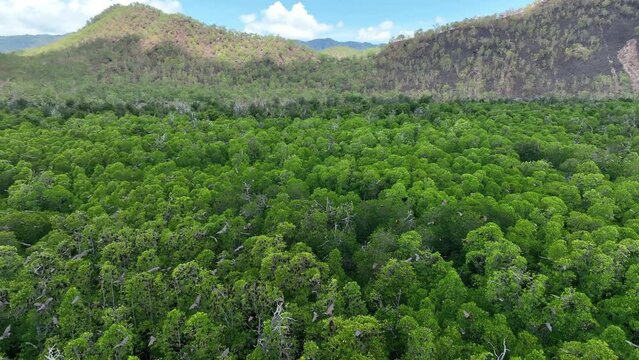Sunda flying foxes, Acerodon mackloti, fly above the green canopy of a remote mangrove forest where they roost in Indonesia. Mangroves provide vital habitat for invertebrates, fish, birds, and fruit b