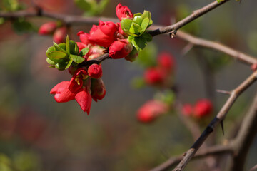 Czerwone kwiaty na drzewie pigwowca. Wiosna i wiosenne przebudzenie w parku i ogrodzie