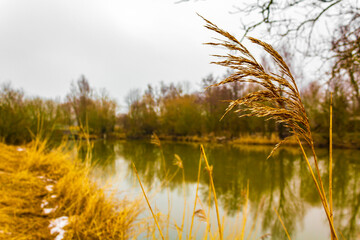 Frozen river stream pond lake cold nature forest environment Germany.