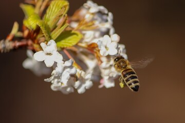 Pszczoła zbierająca pyłek kwiatowy na białych kwiatach wczesną wiosną. Wiosna w parku - obrazy, fototapety, plakaty