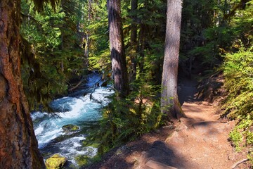 Naklejka na ściany i meble Sahalie Koosah Tamolitch falls hiking trail on McKenzie river, Williamette National Forest, Cascade Mountains, Oregon.