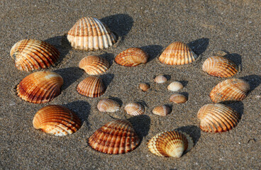 shells of many sizes on the beach forming a spiral
