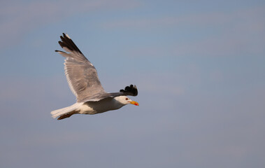 seagull flies in the sky in search of food