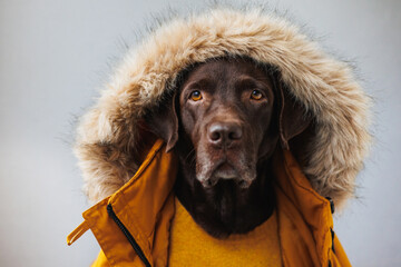 Labrador retriever dog in a fluffy hood and a yellow down jacket looks at the camera. dogs are like people, a pet is dressed like a person. a smart dog in a beautiful hat, clothes for pets. business