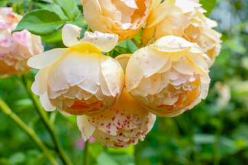 English yellow rose Wollerton Old Hall - shrub rose bred by David Austin
