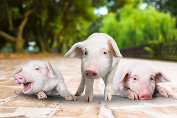 Group of cute Young piglets, animal farm concept.