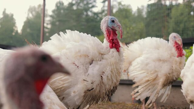 turkey is a white bird on a farm, a flock of animals grow in cages. poultry raised for meat. thanksgiving, turkey on the holiday table. farm or factory animals, white feathers and chicken meat