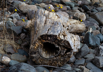 beached on stone beach